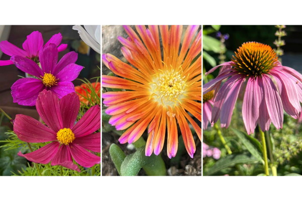 Spring Plant Trials: New Varieties to Watch This Season