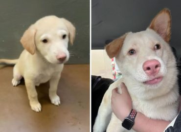Adoption Surprise: Puppy Turns Out Different Than Expected