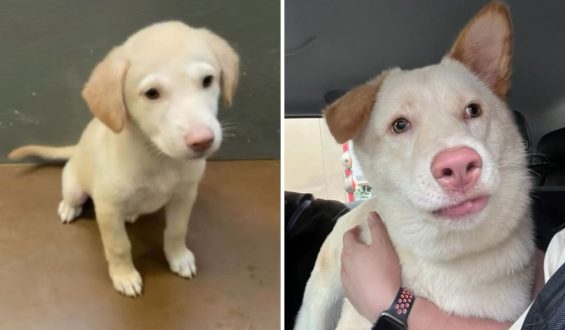 Adoption Surprise: Puppy Turns Out Different Than Expected