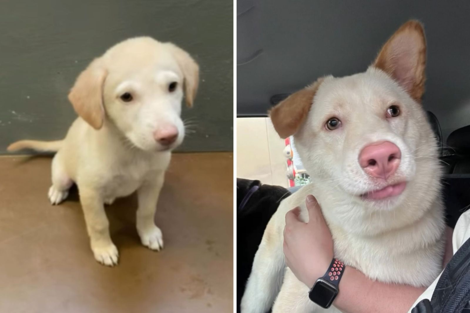 Adoption Surprise: Puppy Turns Out Different Than Expected