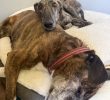 CBD Treats Calm Dogs During Fireworks Season