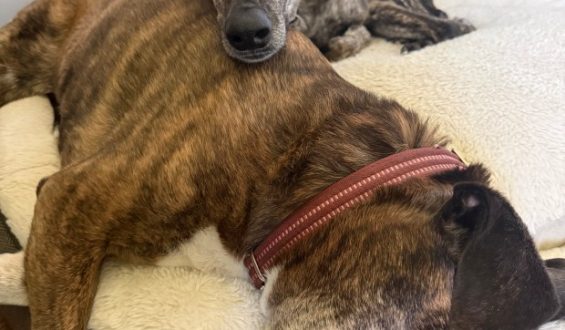 CBD Treats Calm Dogs During Fireworks Season
