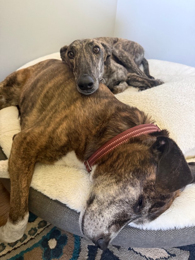 CBD Treats Calm Dogs During Fireworks Season