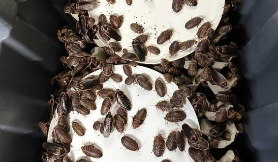 Australia’s Largest Seizure of Exotic Cockroaches