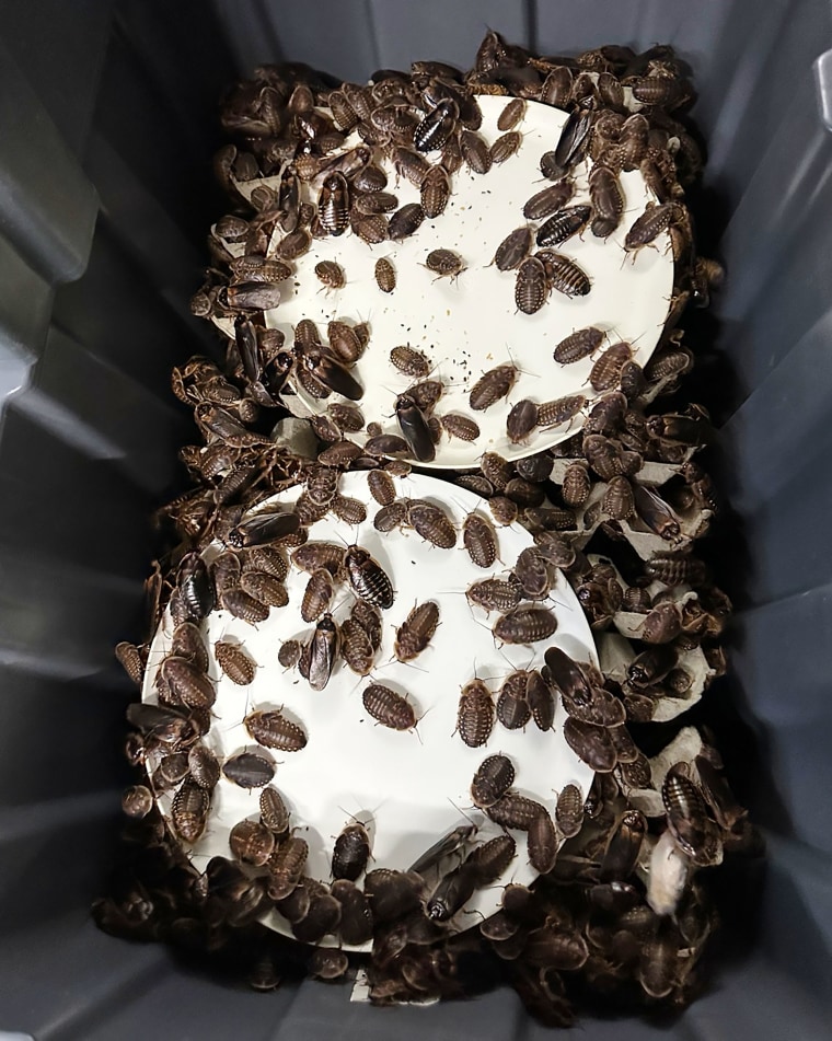 Australia’s Largest Seizure of Exotic Cockroaches