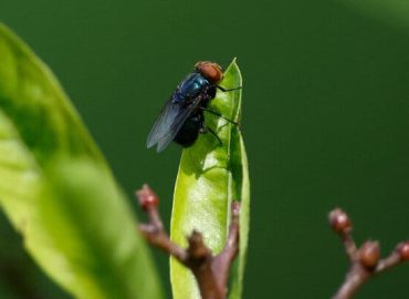 Concerns Rise Over Screwworm Fly’s Return