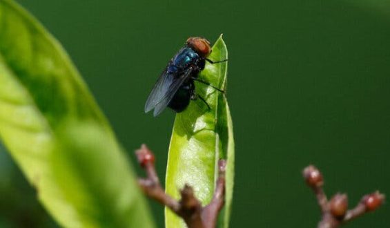Concerns Rise Over Screwworm Fly’s Return
