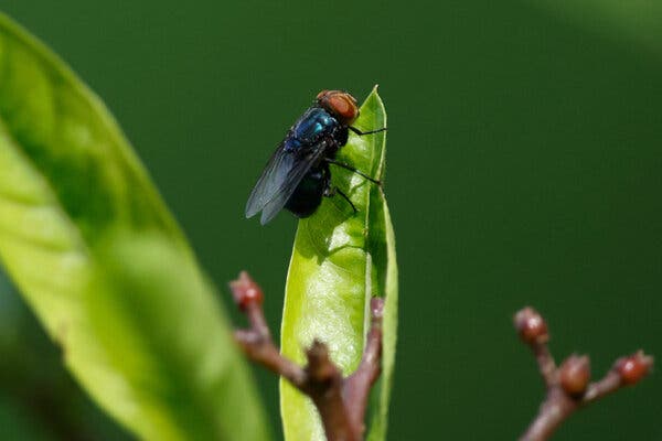 Concerns Rise Over Screwworm Fly’s Return