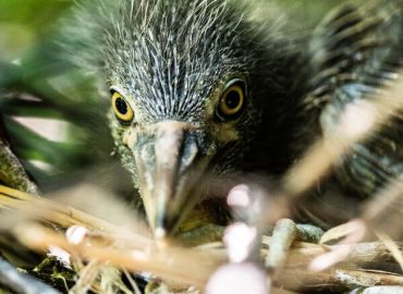 Black-Crowned Night Herons Facing Extinction in New York City