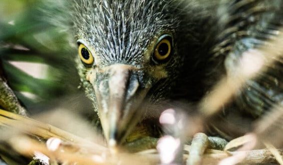 Black-Crowned Night Herons Facing Extinction in New York City
