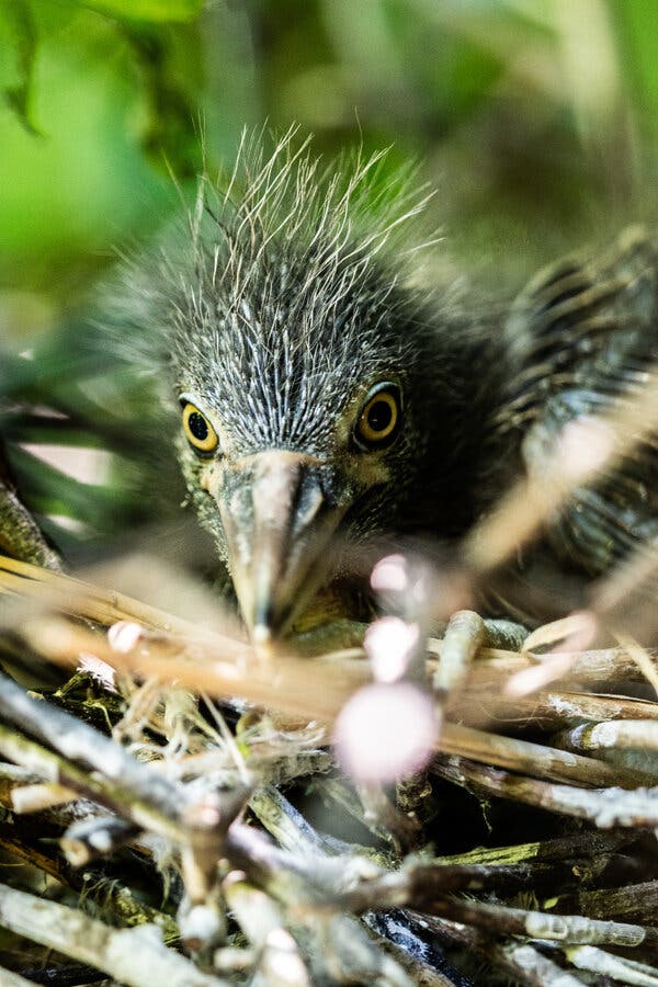 Black-Crowned Night Herons Facing Extinction in New York City