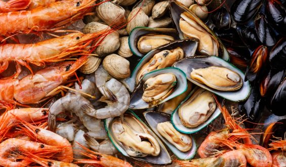 New Definition of Shellfish Includes Cephalopods, Aiming to Improve Trade Regulations