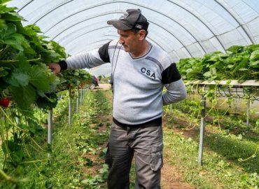 Britain’s Farms Rely on Central Asian Workers Post-Brexit