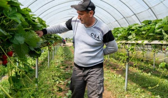 Britain’s Farms Rely on Central Asian Workers Post-Brexit