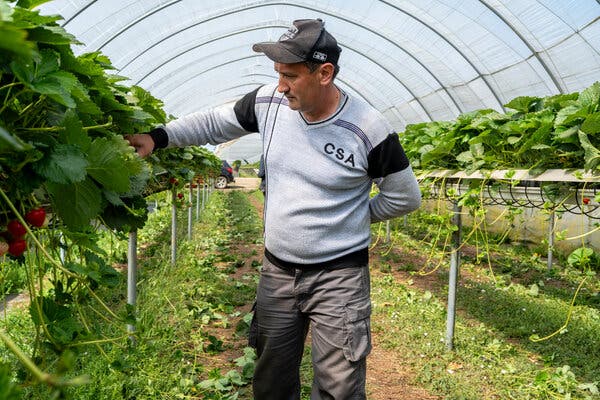 Britain’s Farms Rely on Central Asian Workers Post-Brexit