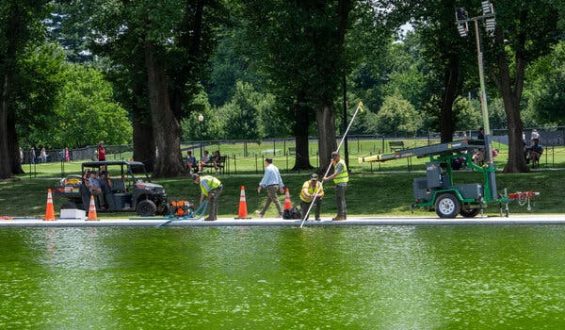 Algal Blooms Return to Reflecting Pool After Costly Repair