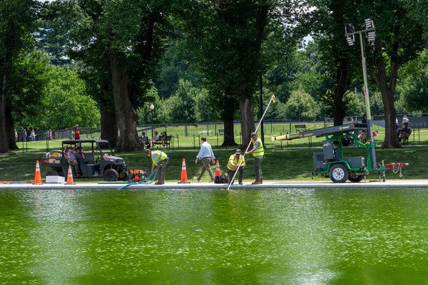 Algal Blooms Return to Reflecting Pool After Costly Repair