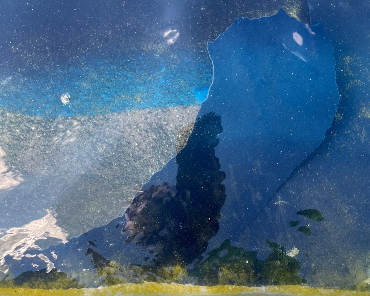 Former Olympian Challenges Vandalism Charge Related to Reflecting Pool