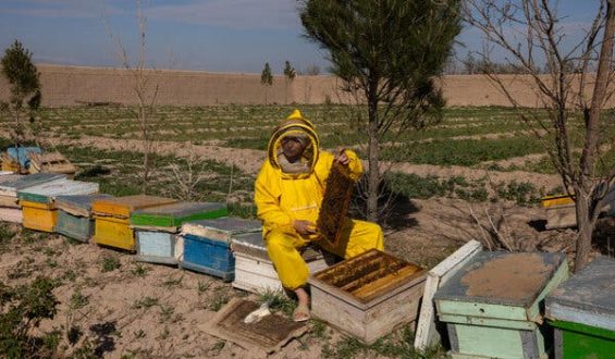 Afghan Women Turn to Entrepreneurship Amid Taliban Restrictions