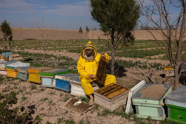 Afghan Women Turn to Entrepreneurship Amid Taliban Restrictions