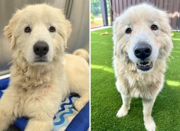 Rescue and Recovery: Dorotha’s Journey to a New Home