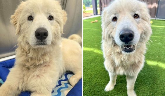 Rescue and Recovery: Dorotha’s Journey to a New Home