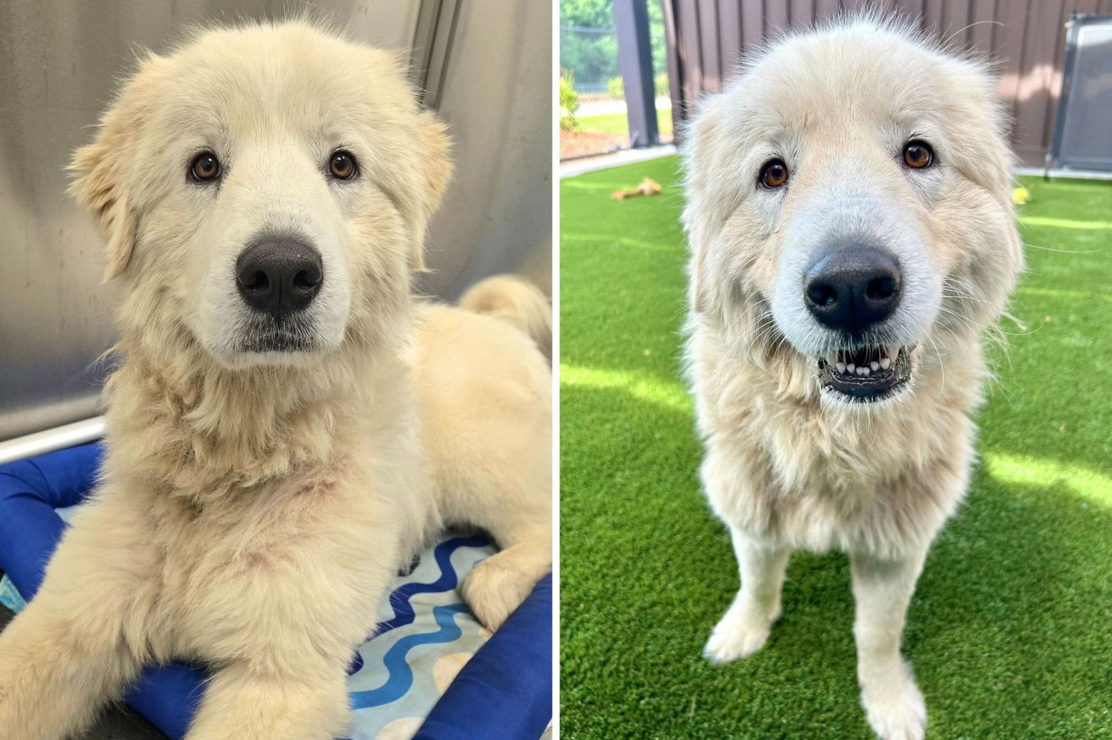 Rescue and Recovery: Dorotha’s Journey to a New Home