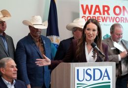 New World Screwworm Threatens South Texas Livestock