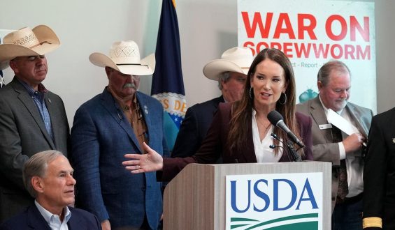 New World Screwworm Threatens South Texas Livestock