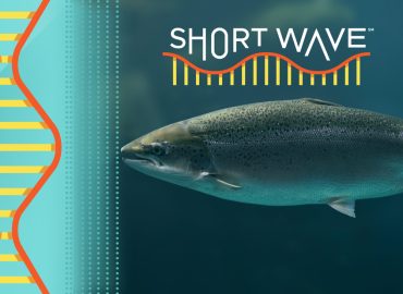 The Mysterious Decline of Coho Salmon