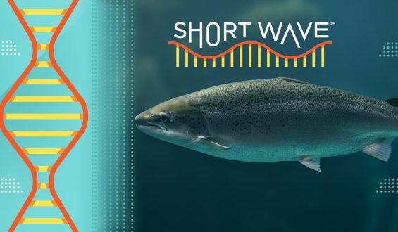 The Mysterious Decline of Coho Salmon