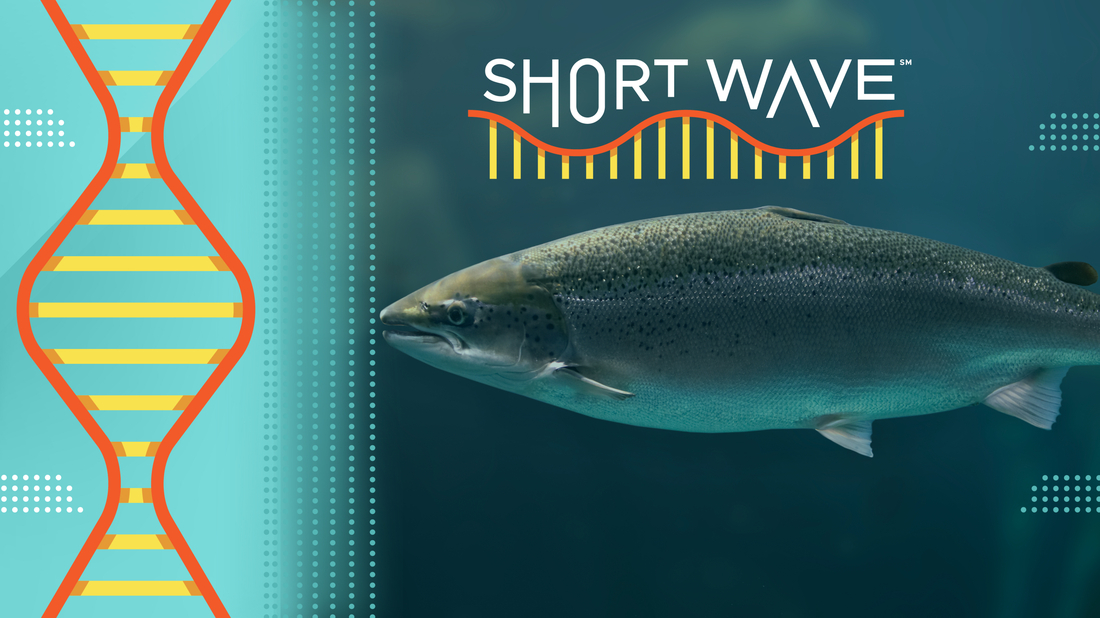 The Mysterious Decline of Coho Salmon