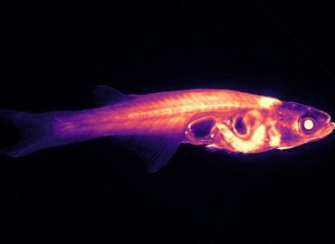Innovative Research on Tiny Transparent Fish to Unlock Brain-Behavior Connections
