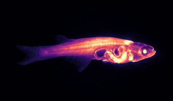 Innovative Research on Tiny Transparent Fish to Unlock Brain-Behavior Connections