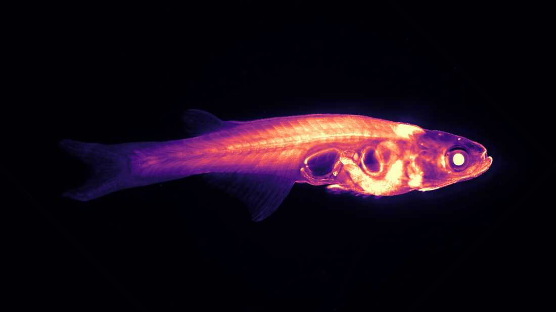 Innovative Research on Tiny Transparent Fish to Unlock Brain-Behavior Connections