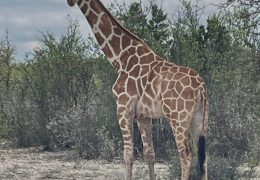 Giraffe Goes Missing from Texas Ranch