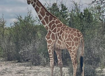 Giraffe Goes Missing from Texas Ranch