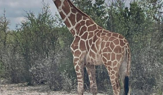 Giraffe Goes Missing from Texas Ranch