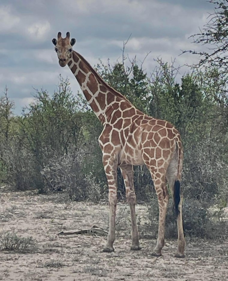 Giraffe Goes Missing from Texas Ranch