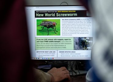 New Screwworm Case in Texas Sparks Concerns