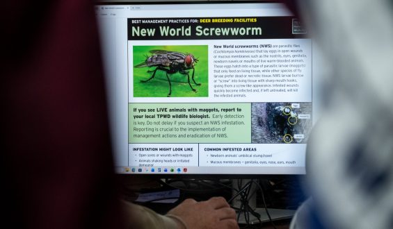 New Screwworm Case in Texas Sparks Concerns