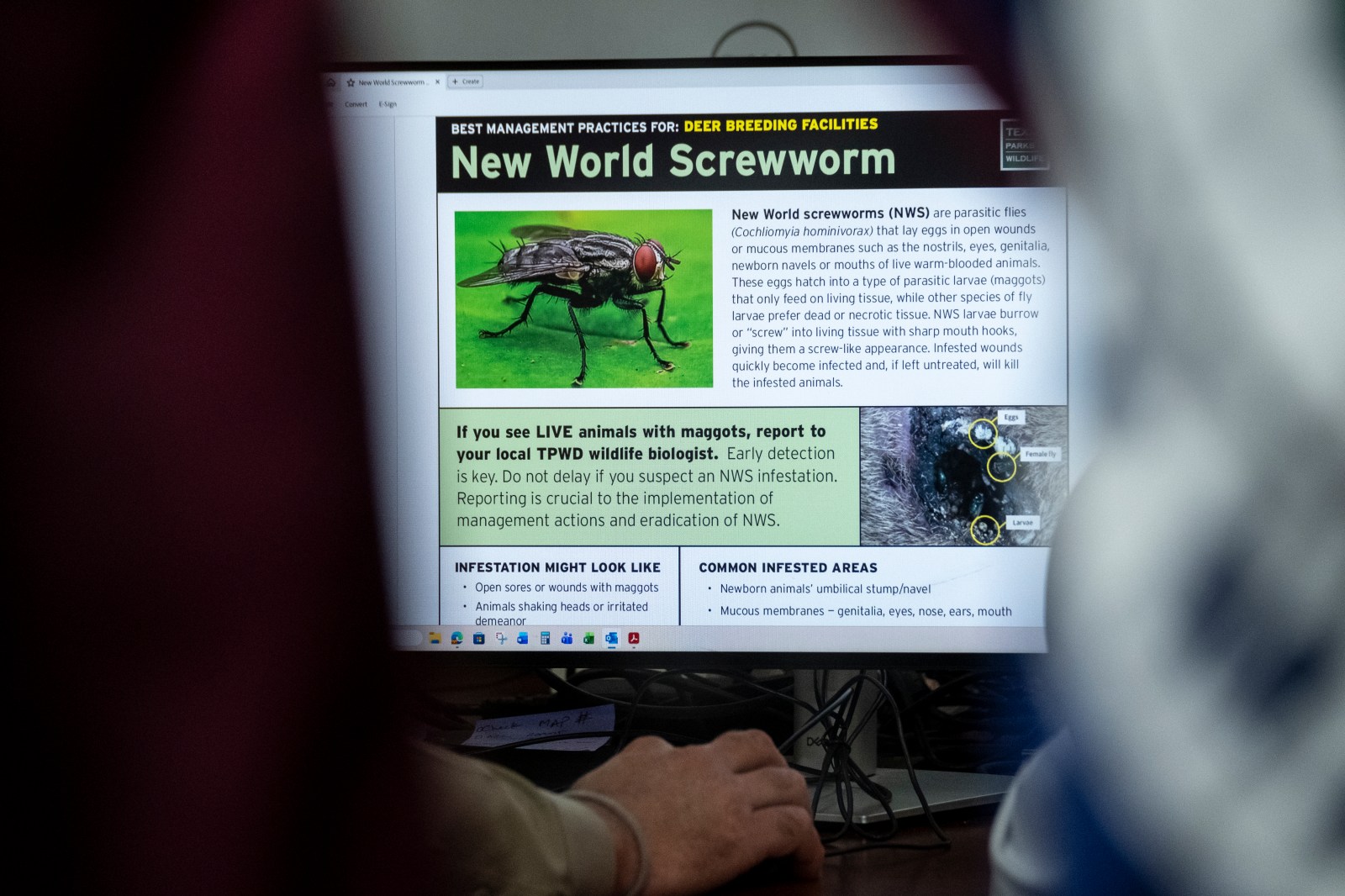 New Screwworm Case in Texas Sparks Concerns