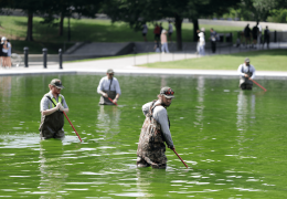Renovation of Lincoln Memorial Reflecting Pool Leads to Unintended Algae Bloom