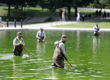 Renovation of Lincoln Memorial Reflecting Pool Leads to Unintended Algae Bloom
