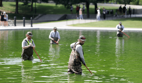 Renovation of Lincoln Memorial Reflecting Pool Leads to Unintended Algae Bloom
