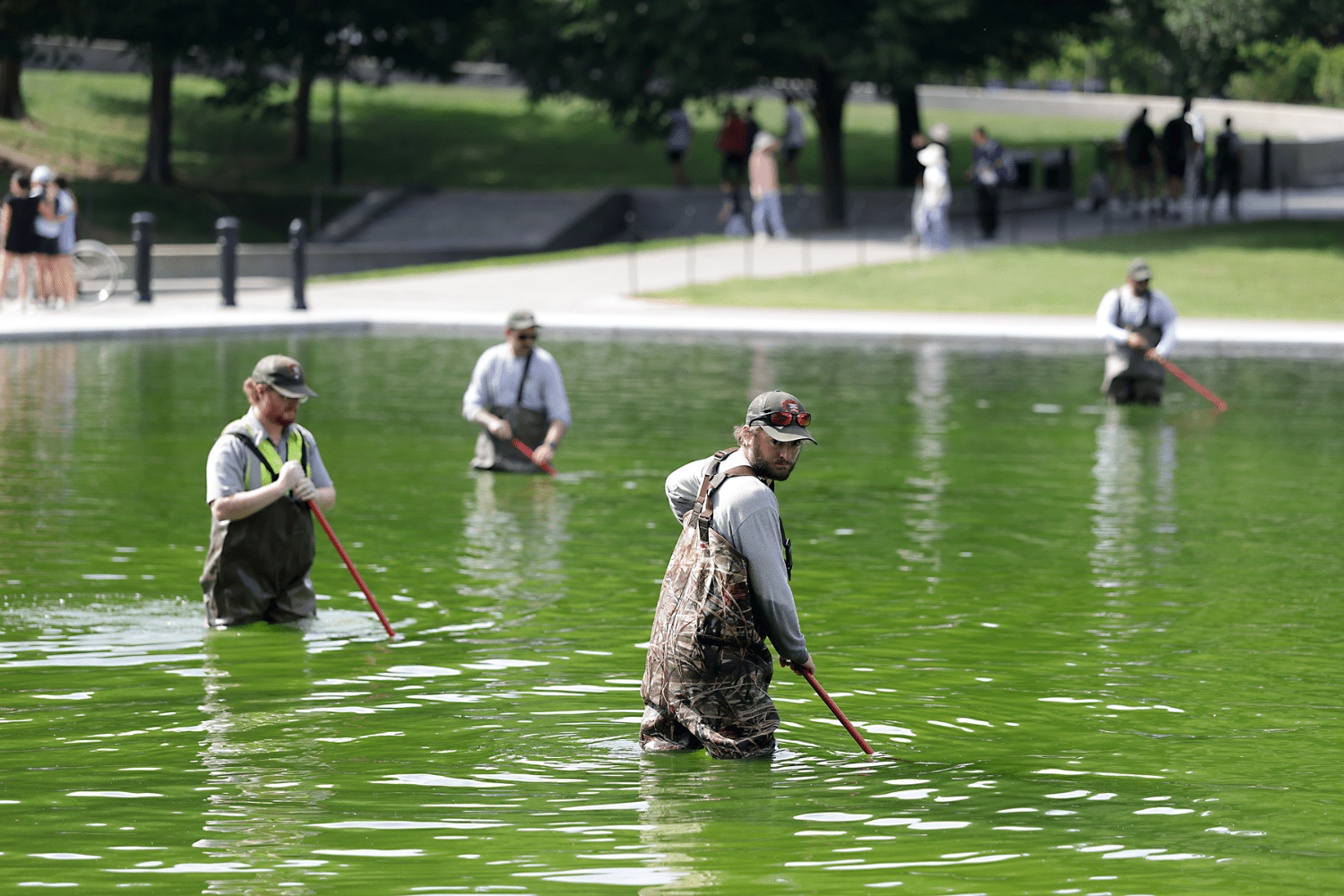 Renovation of Lincoln Memorial Reflecting Pool Leads to Unintended Algae Bloom