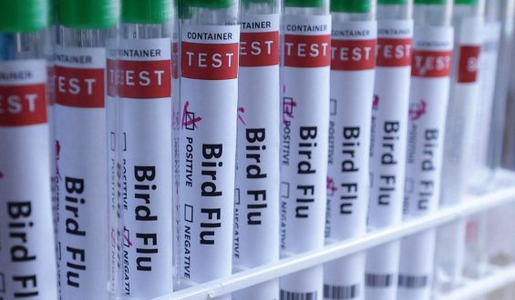 Australia Confirms First Case of H5N1 Bird Flu