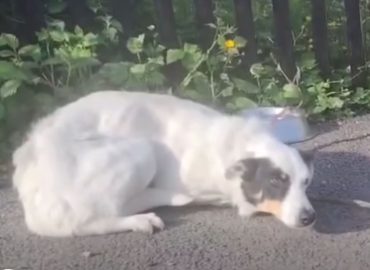 Abandoned Dog at Irish Rescue: Hope’s Story