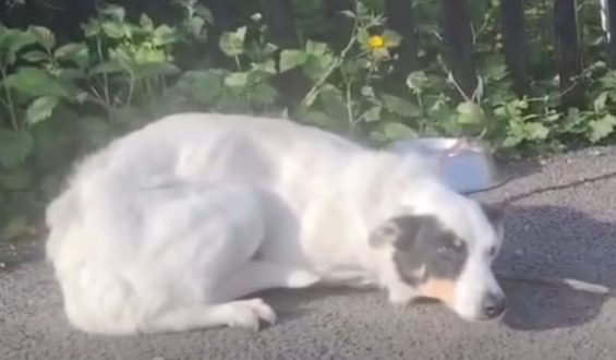 Abandoned Dog at Irish Rescue: Hope’s Story