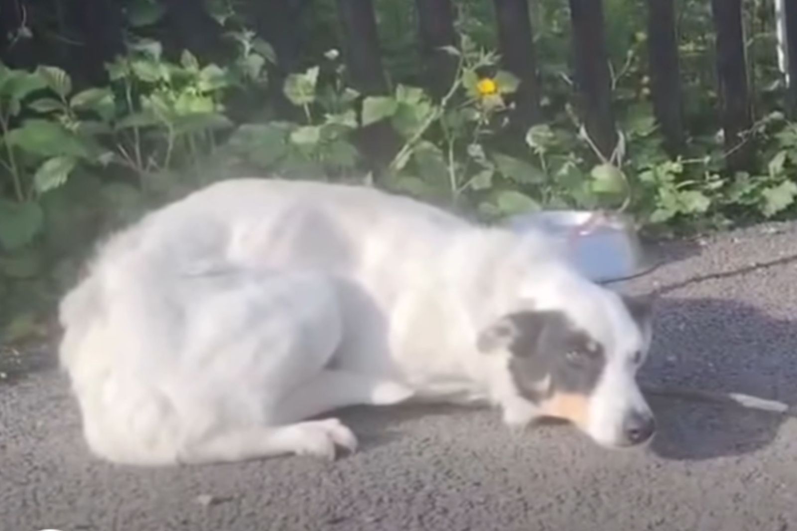 Abandoned Dog at Irish Rescue: Hope’s Story